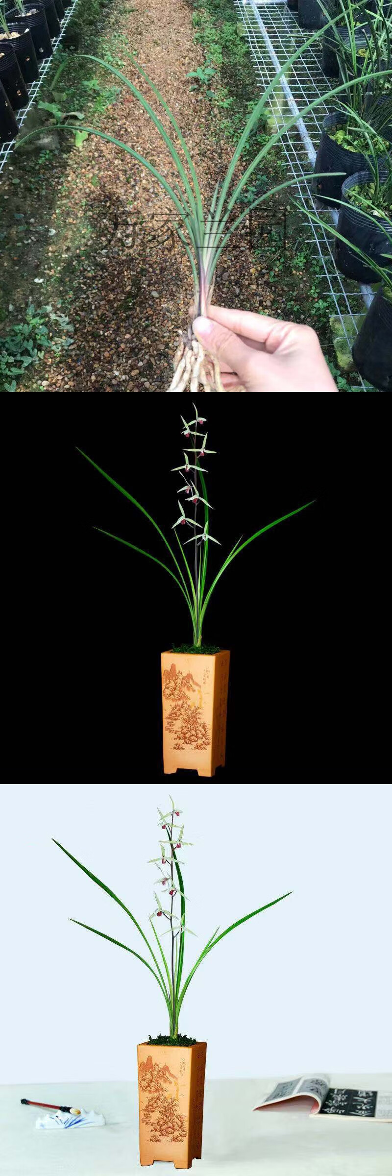 【名贵寒兰】 直立细叶 雪中红 兰花稀有花卉好养易开花绿植盆栽 名贵