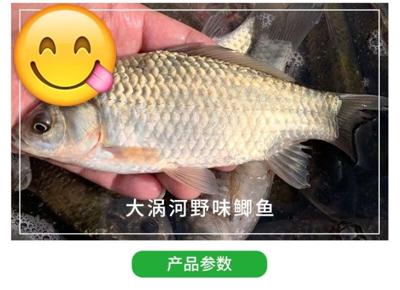 東北正宗鯽魚新鮮鯽魚鮮活速凍鯽魚淡水野魚燉湯補品 三斤裝(三斤5-7