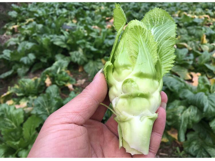产地直发四川特产新鲜儿菜脆嫩抱子菜母子娃娃菜抱子芥菜泡菜料359斤