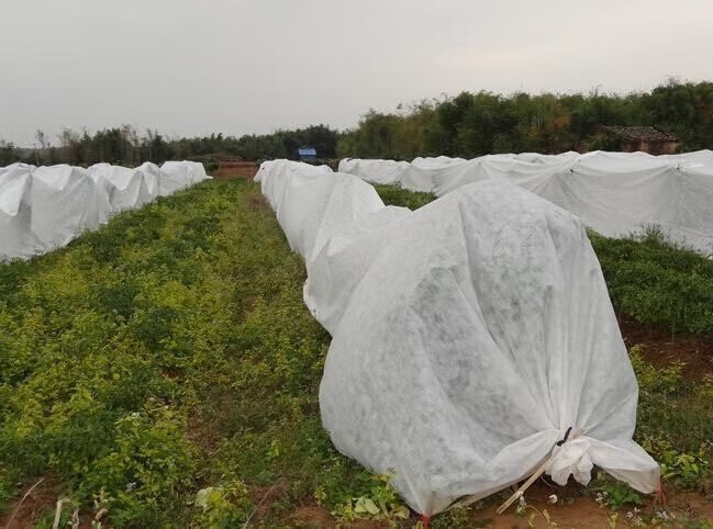 sk果樹果園柑橘防寒布保溫膜防水透氣防凍農用無紡布農膜棚布 白色6.