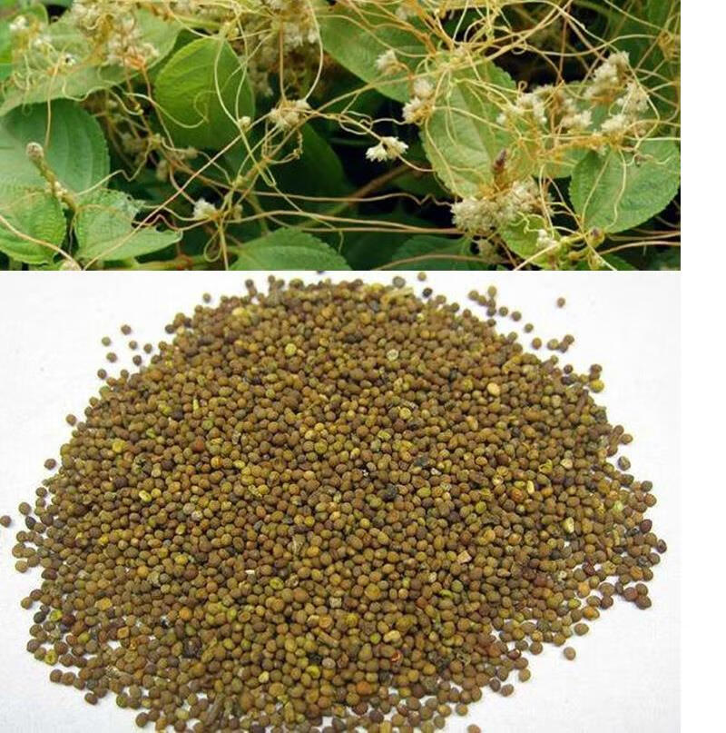 菟丝子种子东北野生中草药植物鸡血藤寄生植物金丝藤种子四季易活