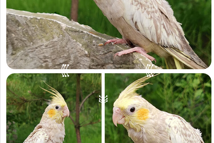 玄鳳鸚鵡活體中型手養會學說話可繁殖鸚鵡活鳥物黃化玄鳳鸚鵡一對