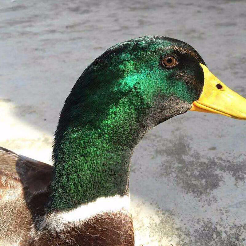 农家散养老鸭子青头水鸭老麻鸭土鸭绿头麻鸭生鲜鸭肉半只或整只.