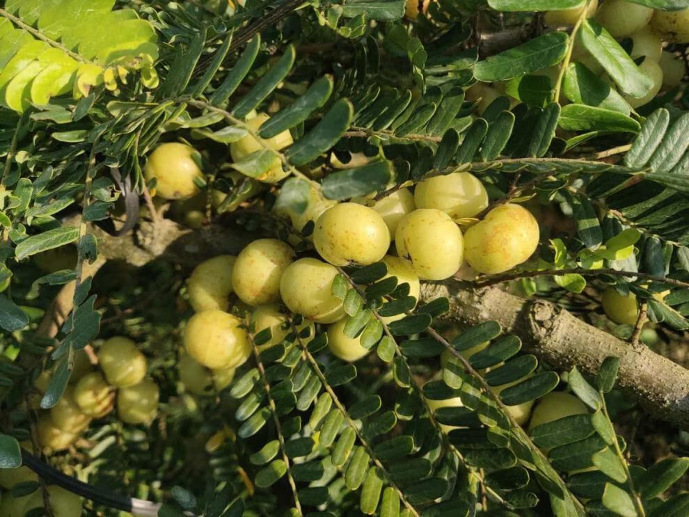 新鲜采摘赤皮油甘果余甘果牛甘果余甘子孕妇止吐橄榄三斤装