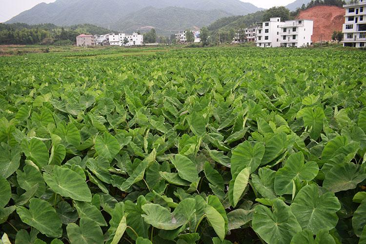5斤装 江西上饶铅山红芽芋头新鲜小芋头仔芋子粉糯芋艿毛芋泥蔬菜 红