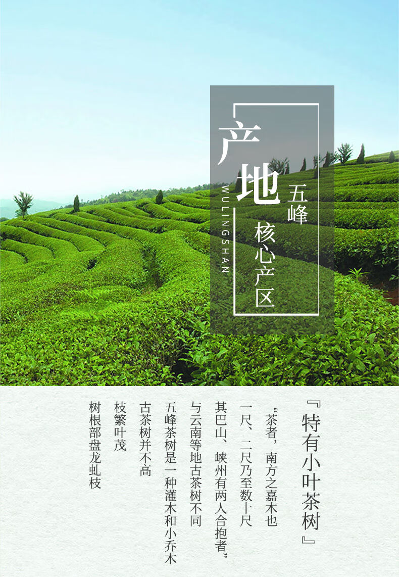 五峰毛尖明前芽茶绿茶兰款浓香礼盒192g苏伯 192g【图片 价格 品牌