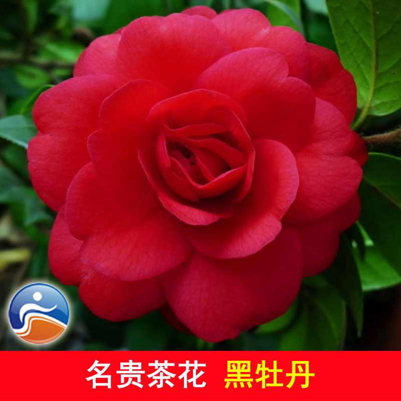 姜芮黑牡丹茶花苗中国传统名贵茶花九曲茶花树苗盆栽茶花小苗10公分