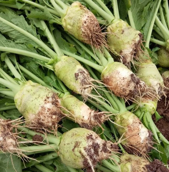 【现货】四川新鲜大头菜芥菜疙瘩咸菜农家蔬菜现摘3/5斤装 新鲜大头菜