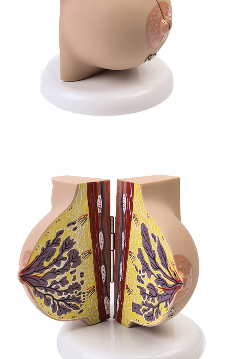 罗脉乳房模型胸模型胸部解剖模型静止期哺乳期女性乳房结构造医学教学