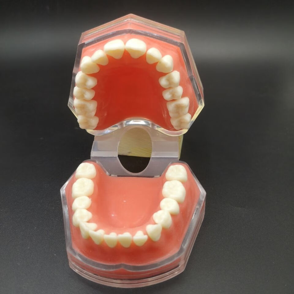 牙齿口腔模型教学牙科科 练习拔牙拆卸 软牙龈 口可拔 透明拔牙模型