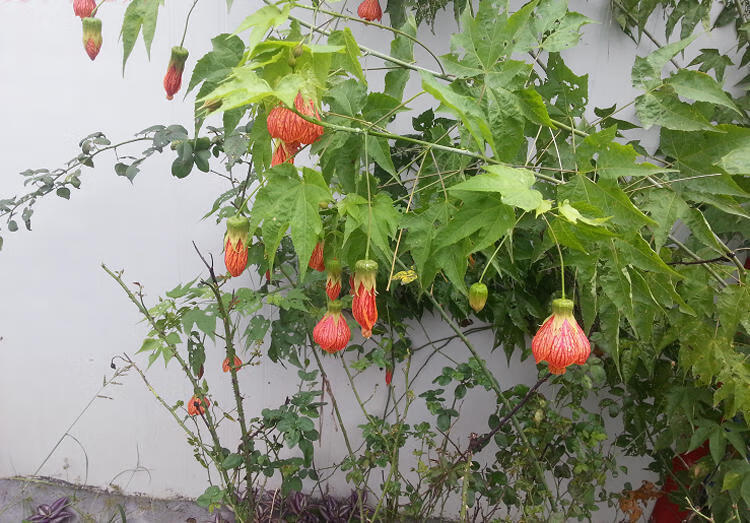 阳台花园垂吊花卉植物四季灯笼花盆栽金铃花木本庭院倒挂金钟花苗