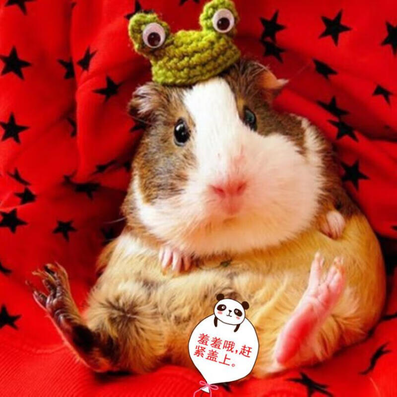 [京选推荐]自养宠物活体短顺毛豚鼠荷兰猪活体宝宝天竺鼠彩豚荷兰鼠