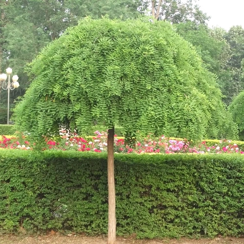 龙爪国槐垂槐树苗点缀绿化苗木行道树嫁接垂槐适宜南北方地栽盆栽庭院