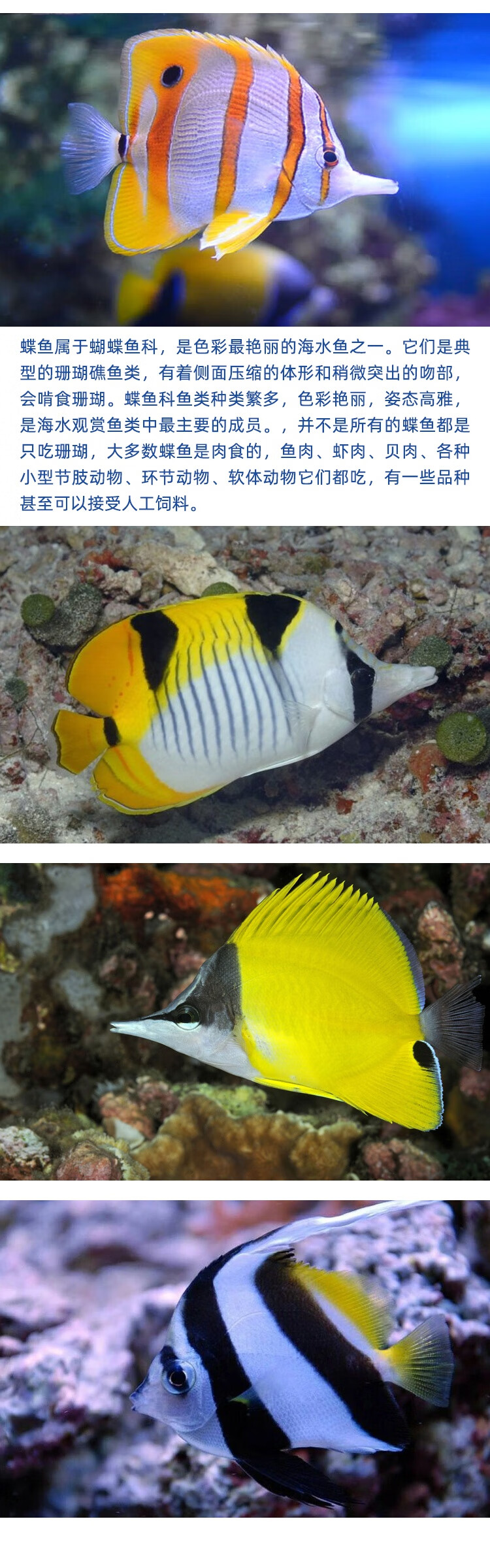海水鱼活体鲽鱼双印碟黄三间火箭黑白关刀神仙海水鱼钻石神像客厅办公