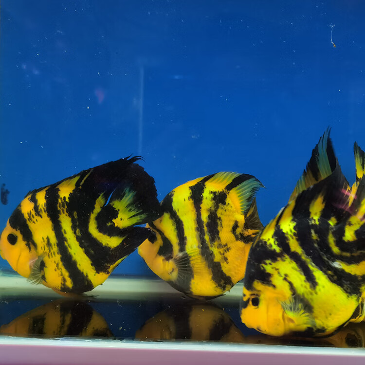 族萃热带观赏鱼淡水鱼发财鱼红白鹦鹉鱼活鱼风水鱼黑红黄斑马活体911