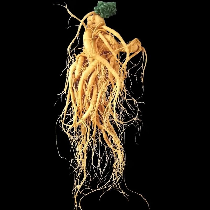 东北精品新鲜人参长白山野生鲜人参保鲜参茶泡酒药材煲汤 长白山保鲜