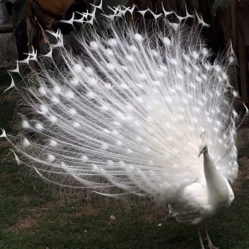 京选推荐活白孔雀花孔雀观赏鸟宠物鸟包健康包活到家预售30天4个月白