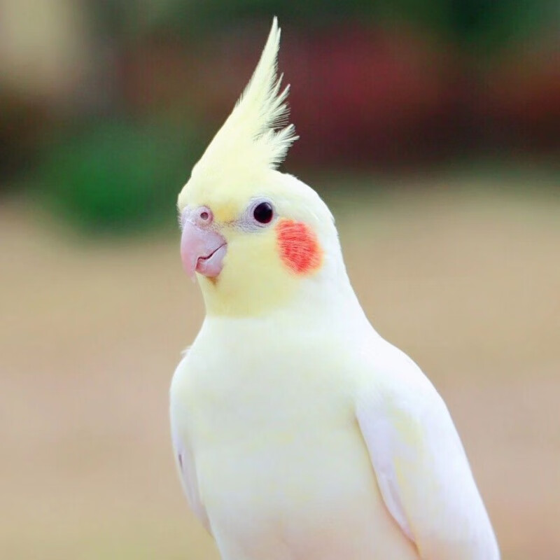 京選推薦鸚鵡活手養鳥會說話鳥牡丹鸚鵡虎皮黃化玄鳳