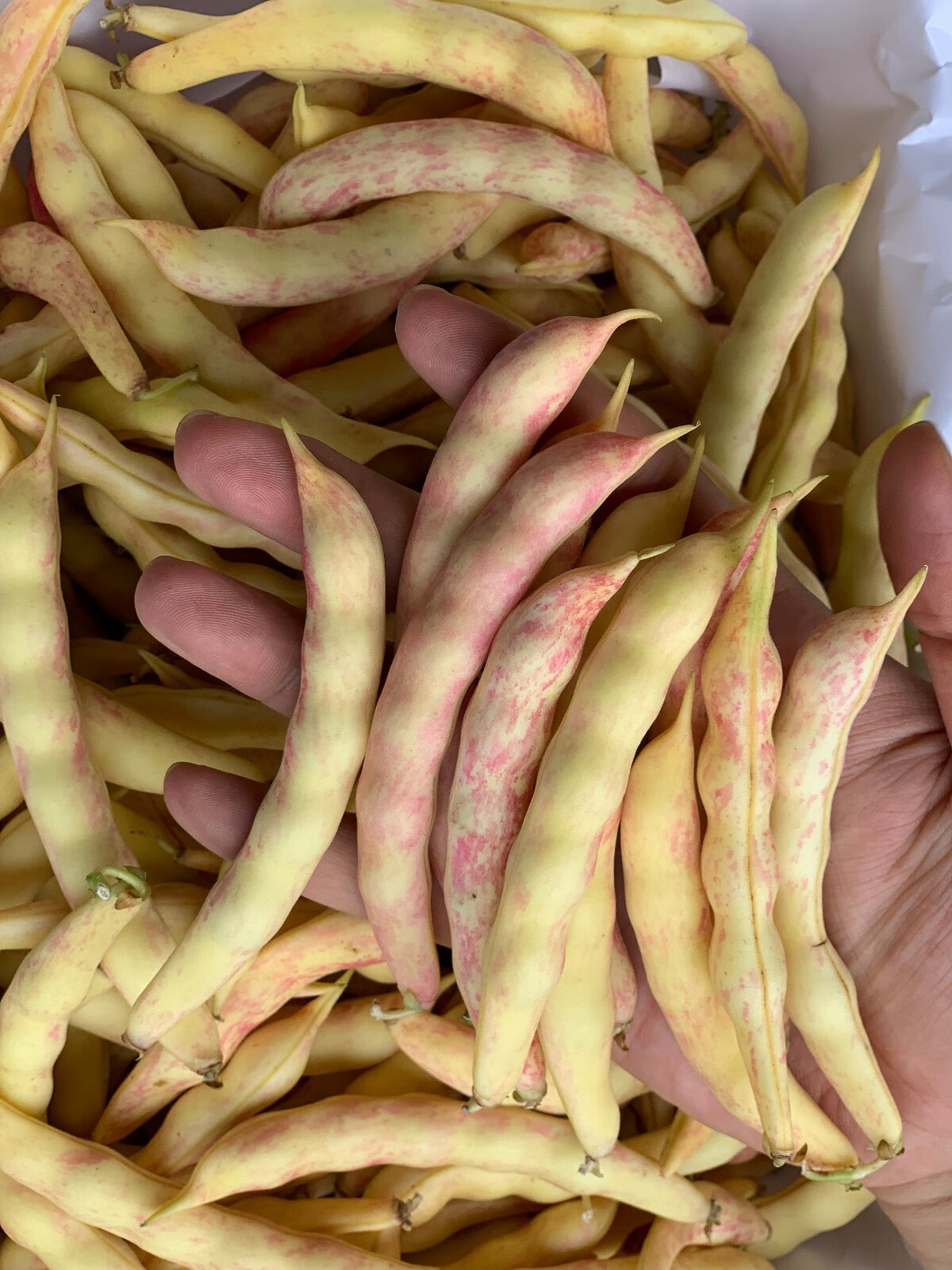 东北黄金勾油豆角 4斤 八月忙 挤豆红金钩鼓豆角农家家雀蛋面 长鼓