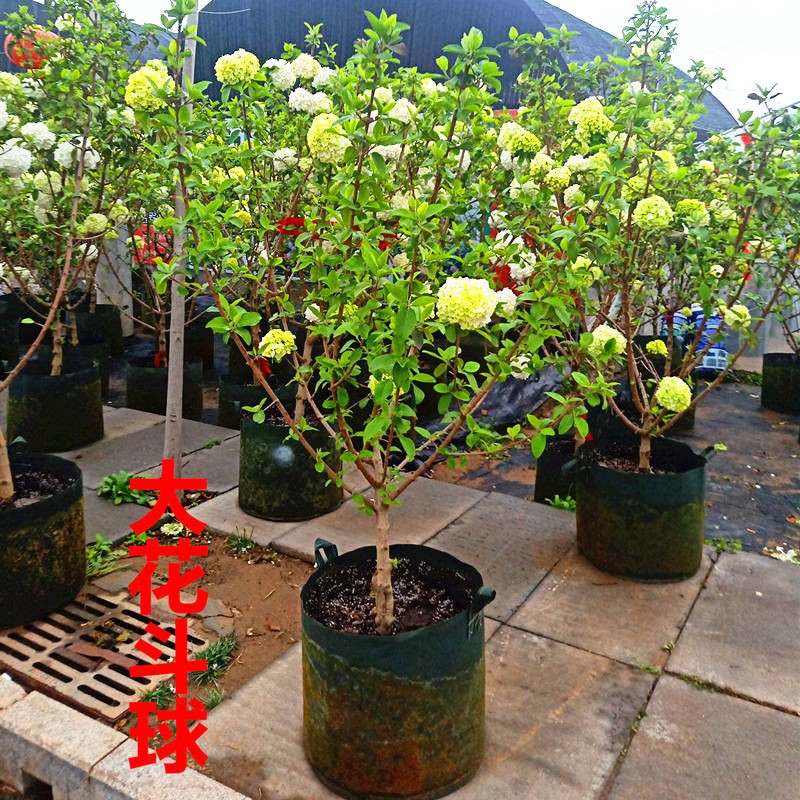 木绣球树苗中华大花斗球中华白麻球庭院木本绣球花朵