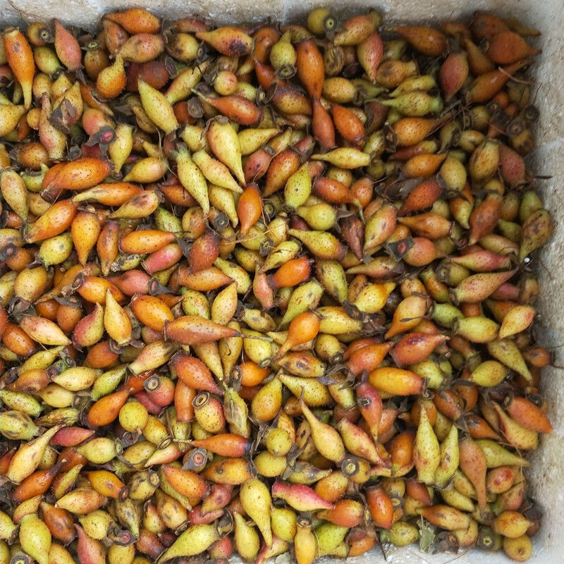 新鲜红金樱子野生新鲜泡酒批发斤装金英子果中药材全国5斤干的