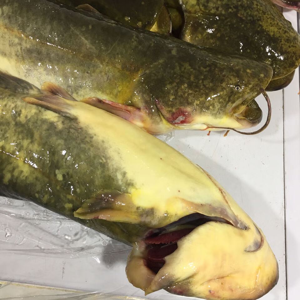 lism正宗东北松花江鲜活大鲶鱼活体真空速冻发一份4斤 7斤顺丰【图片