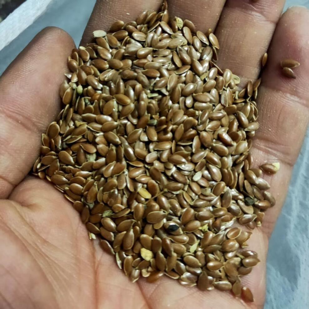棕色亚麻籽内蒙古正宗黄金胡麻籽褐色熟亚麻籽即食可榨油龙觇熟亚麻籽