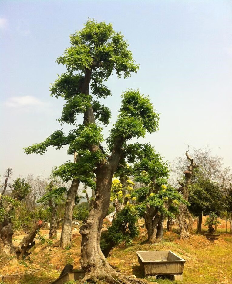 白榆樹種子金葉榆錢樹防風林水土保持鹽鹼地造林黑榆大果榆家榆籽花鄉