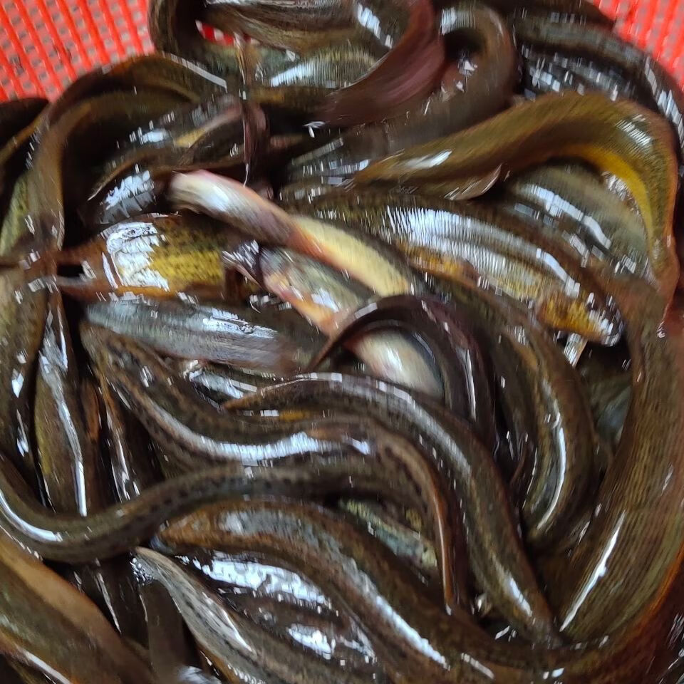 皇金蜜1500g 淡水泥鳅鲜活新鲜活体现杀野生青鳅黄鳅食用生鲜团建过年
