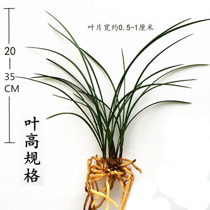 兰花苗春兰含香公主原生开花浓香可选带花苞发货室内花卉绿植盆栽含香