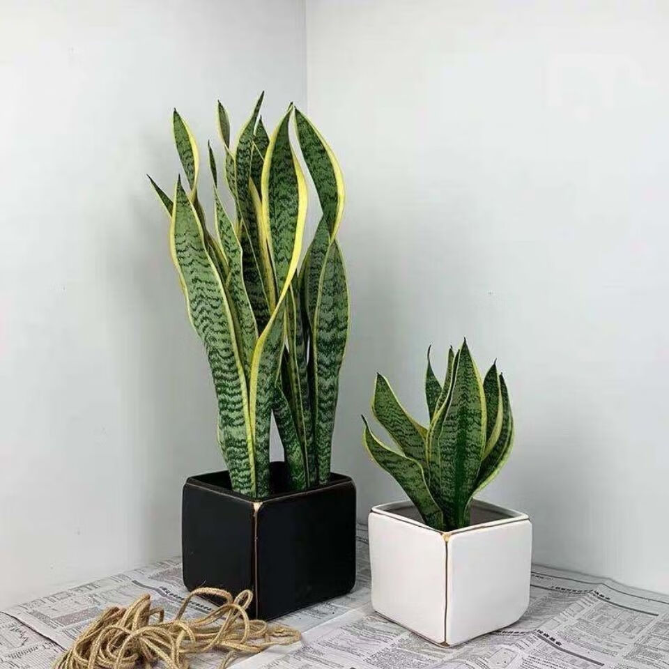 金边虎皮兰新房吸甲醛多肉植物室内花卉绿植盆栽高矮虎尾兰简易盆3040