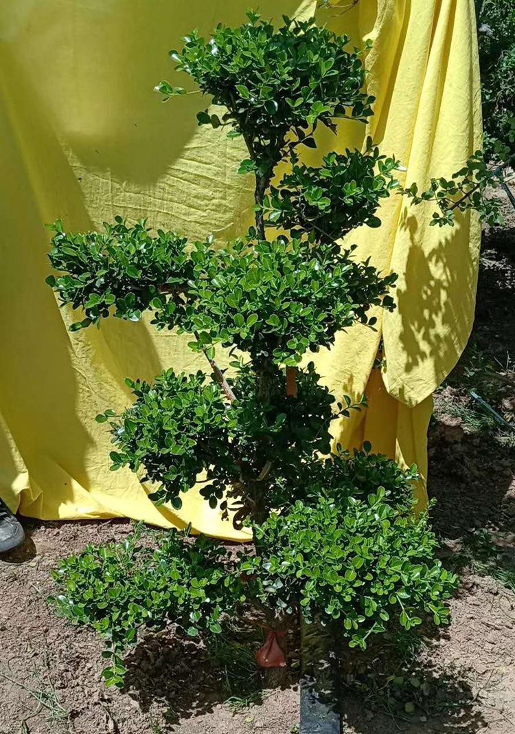 小叶黄杨树庭院别墅造型绿化独杆冬青黄杨盆景树四季常青树苗 3公分独