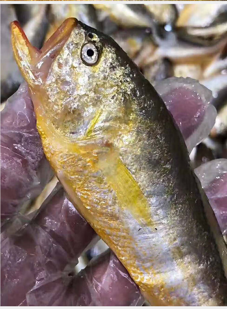 海捕梅童鱼梅子鱼沙中鱼 大头宝 东海黄海黄梅丁海鲜水产 24-26条一斤