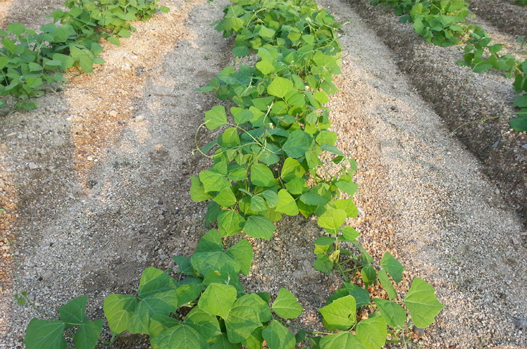 秋季牧马山地瓜种子沙凉薯土瓜种子农家田园菜种子四季播地瓜种籽鸡毛