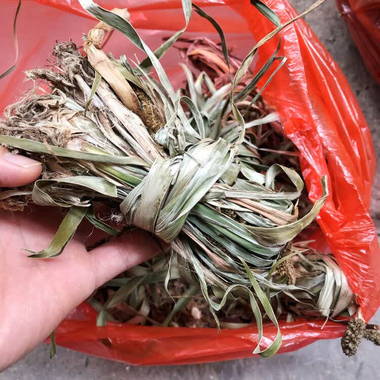 野外生长姜苗500g石菖蒲艾草孕妇做月子泡擦澡泡脚小孩用韶关干货 石