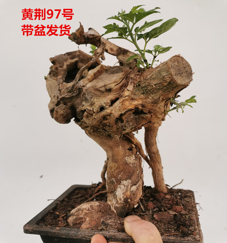 黃荊小型迷你盆景老樁舍利荊條樹樁映山紅紅花熟樁帶盆栽好 黑色 含盆