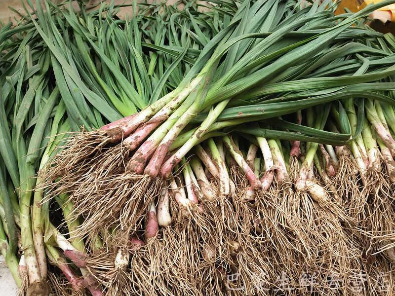 顺丰速运25斤装农家新鲜蒜苗紫皮小香蒜苗嫩红皮大蒜叶子青蒜蔬菜2500