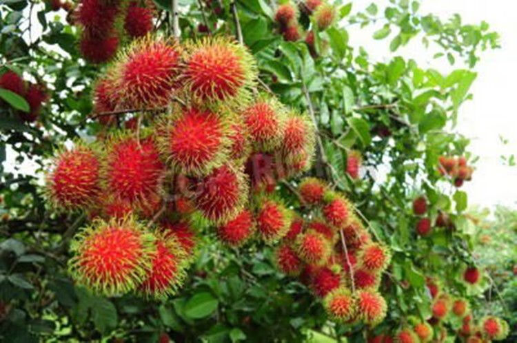 泰国红毛丹树苗毛荔枝毛龙眼果树苗南方种植北方种植当年结果3年苗2棵