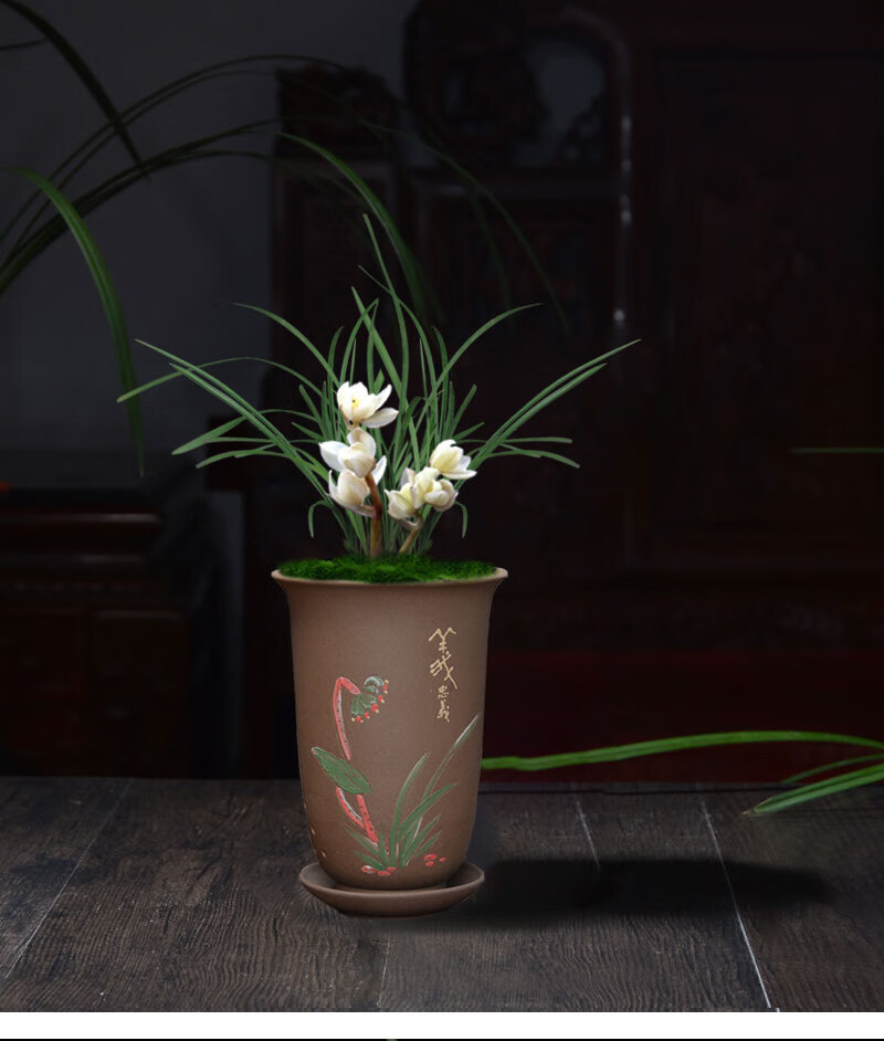 素冠荷鼎5苗 裸根不带土【图片 价格 品牌 报价】-京东