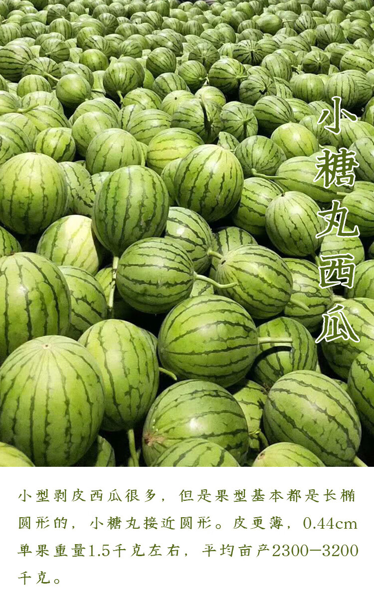 西瓜苗秧小糖丸西瓜种子全美2k超甜早熟家庭盆栽瓜类种籽孑 全美2k