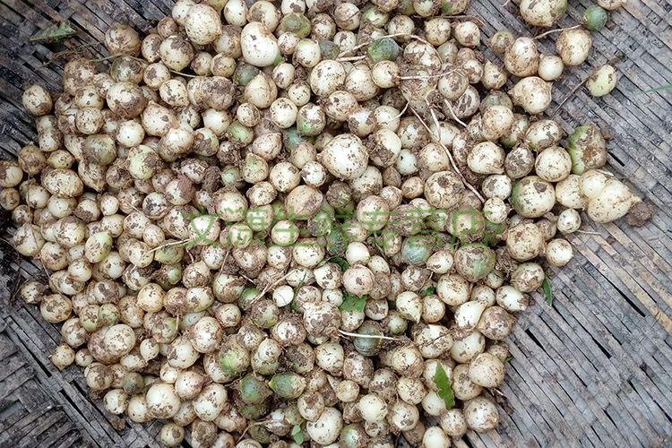 四川农家新鲜小苦藠野菜野葱头苦叫头団葱薤白多斤苦茭川渝特产 三斤