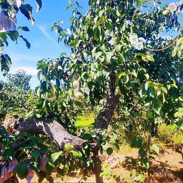 河北特产当季鸭广梨渣子梨鸭儿广梨疙瘩梨鸭梨广梨子水果5斤 5斤