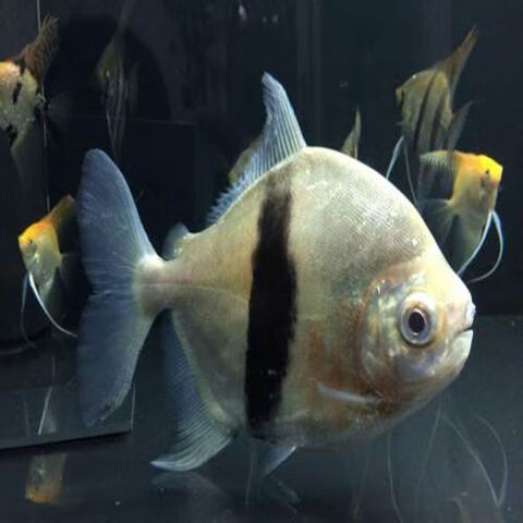 粗线银板鱼活体黑桃a银板虎纹银板白子银板龙鱼配鱼大型观赏鱼 12