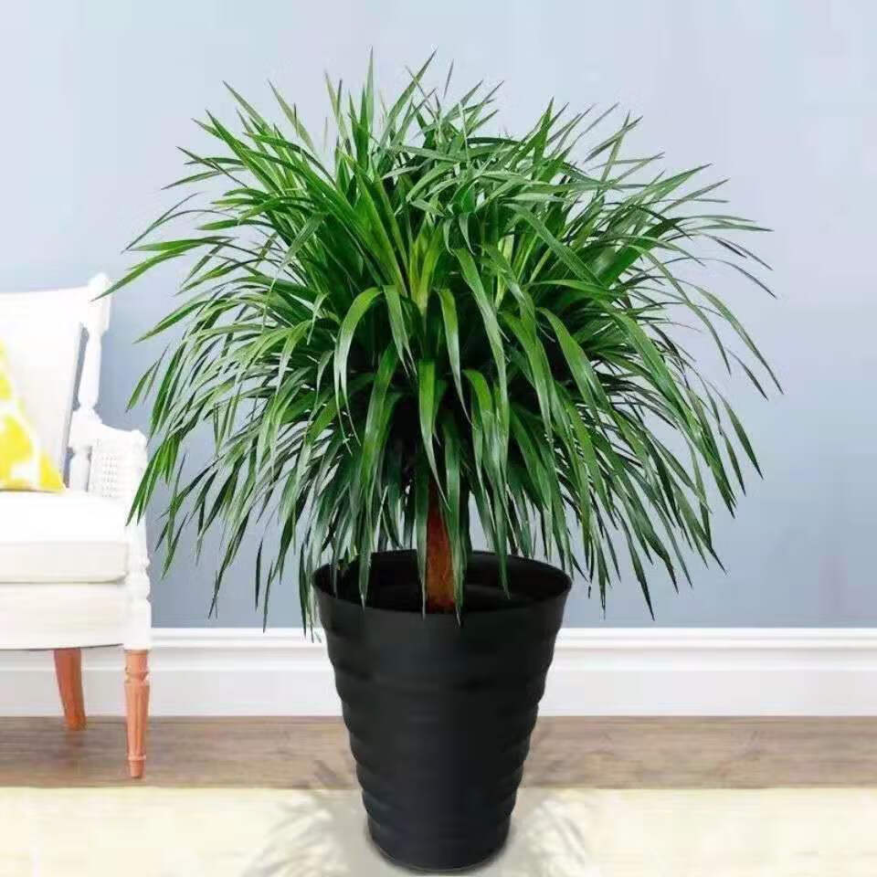 精选现发龙须树龙血树四季常青室内盆栽多头龙须绿植四季好养活耐干行