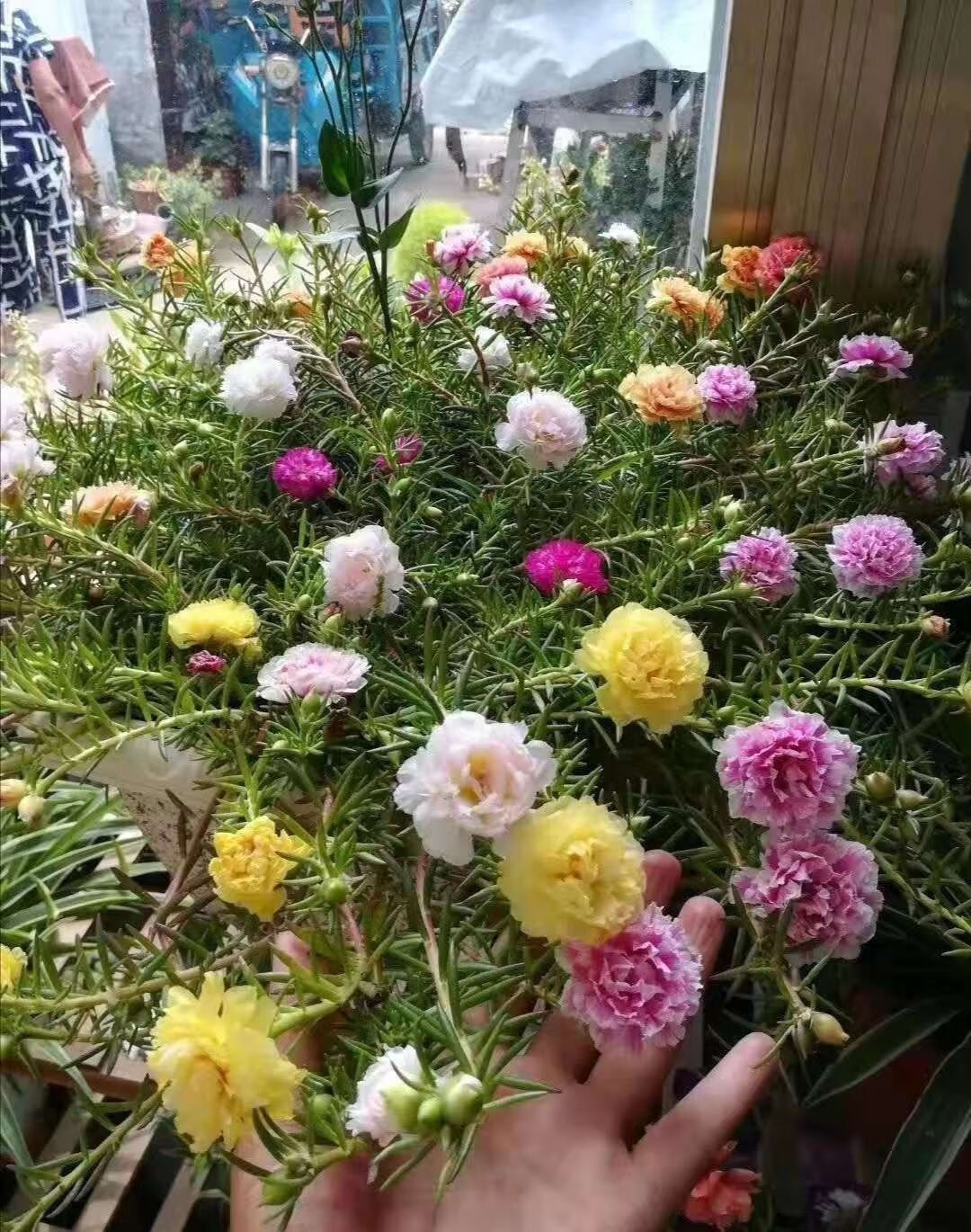带花苞新品重瓣太阳花苗松叶牡丹花卉盆栽四季开花庭院阳台所有重瓣共