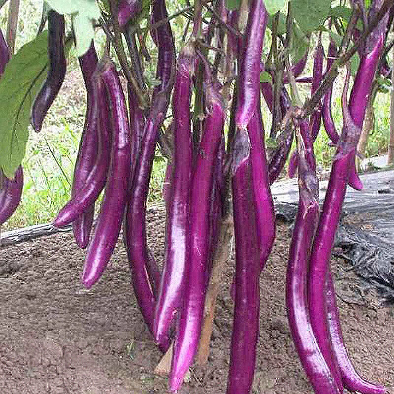 年货精选特长茄子新鲜类蔬菜福建细长线茄杭茄超长紫茄子批发3斤细线