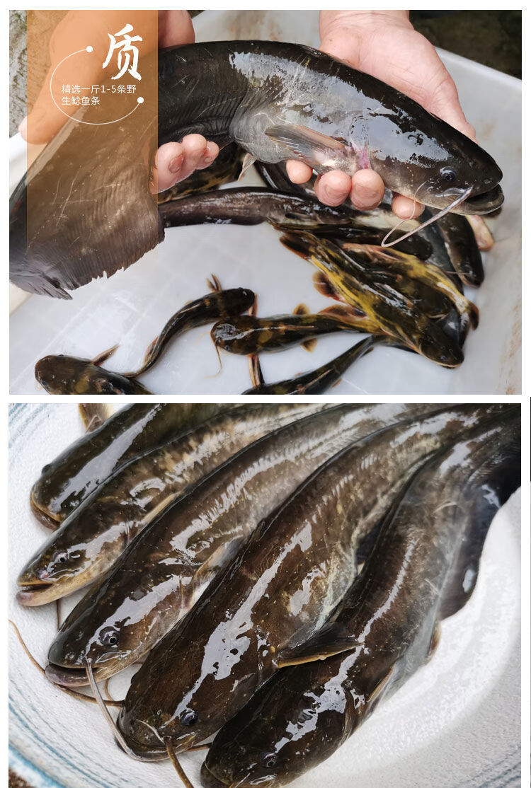 皓谦鲶鱼现杀土鲶鱼胡子鲶八须鱼大口鲶鱼活体宰杀 【小鲶鱼】五斤(10