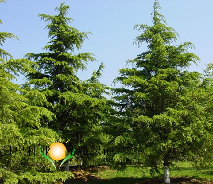 松树有哪些品种名称图片