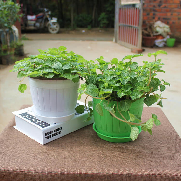 柠檬香峰草吊兰皱叶薄荷桌面植物吸毒草配天蓝木纹盆不含盆