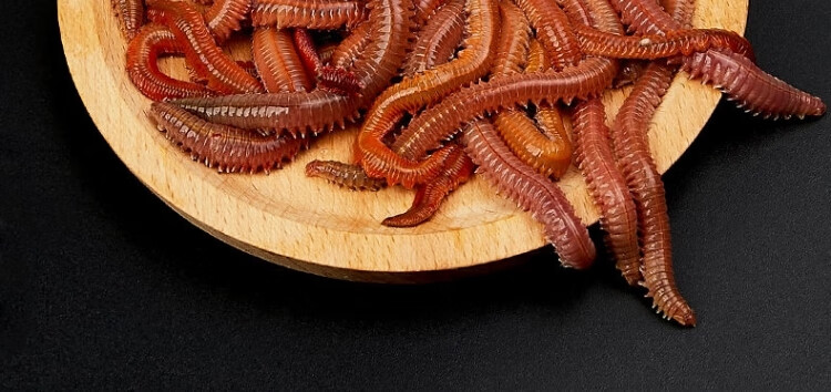 【优选好物】鲜活红沙蚕鱼饵海钓鱼饵青红虫活饵活沙虫随时钓鱼海蜈蚣